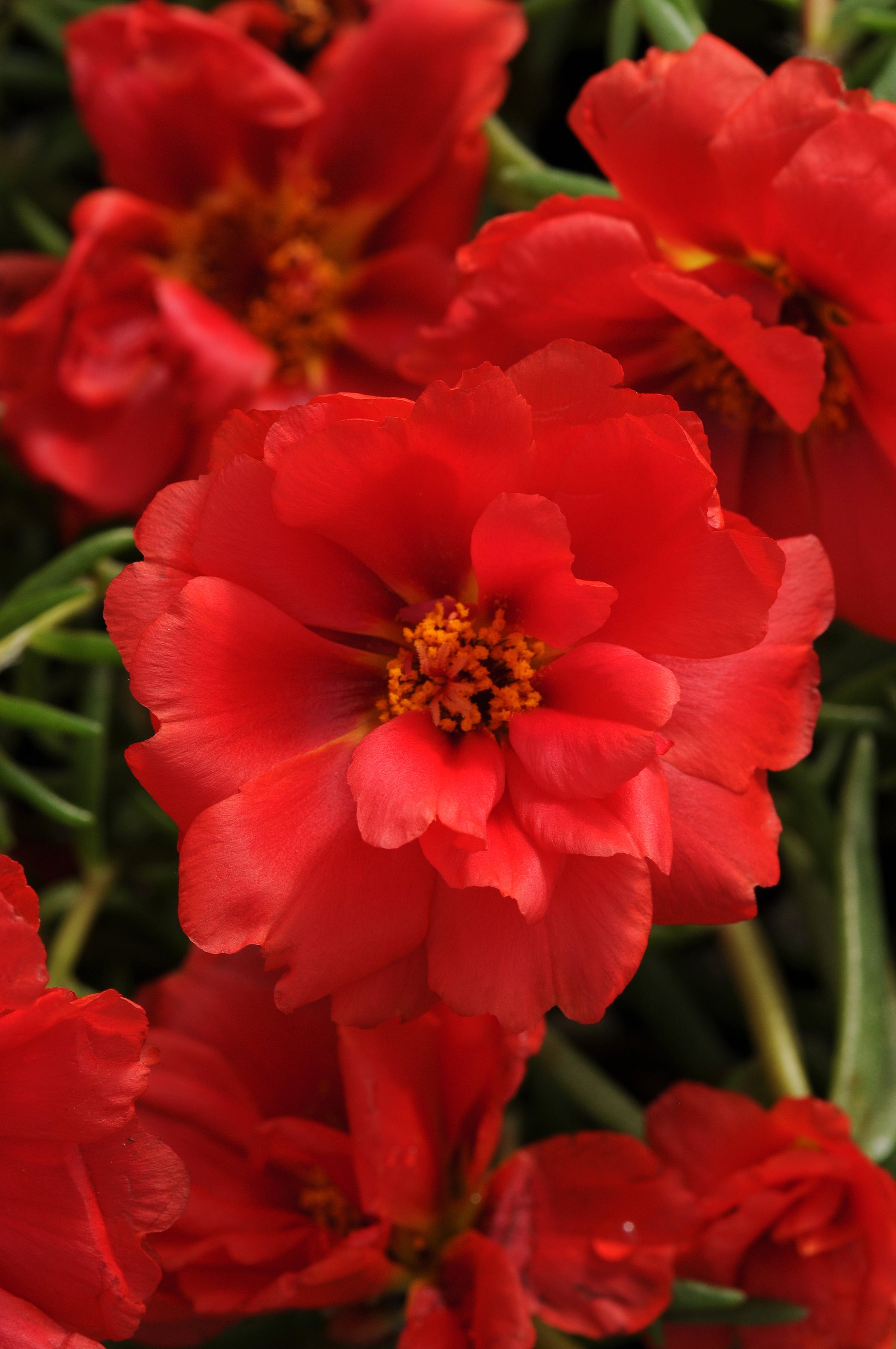 multi petal moss rose seeds Portulaca Seeds