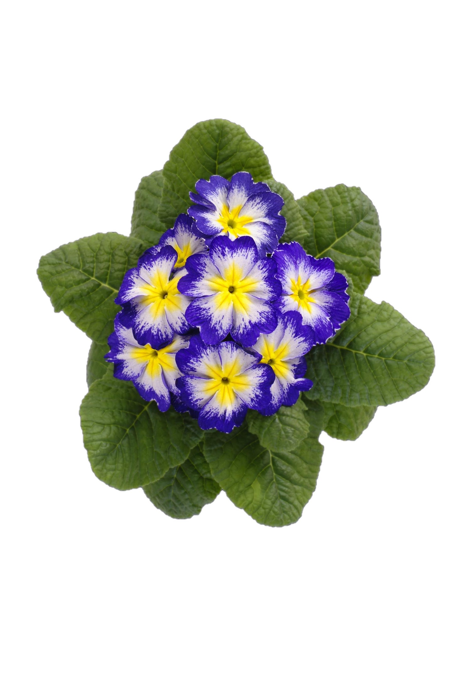 50 Primrose Seeds Primula Hethor Mid Blue Flame