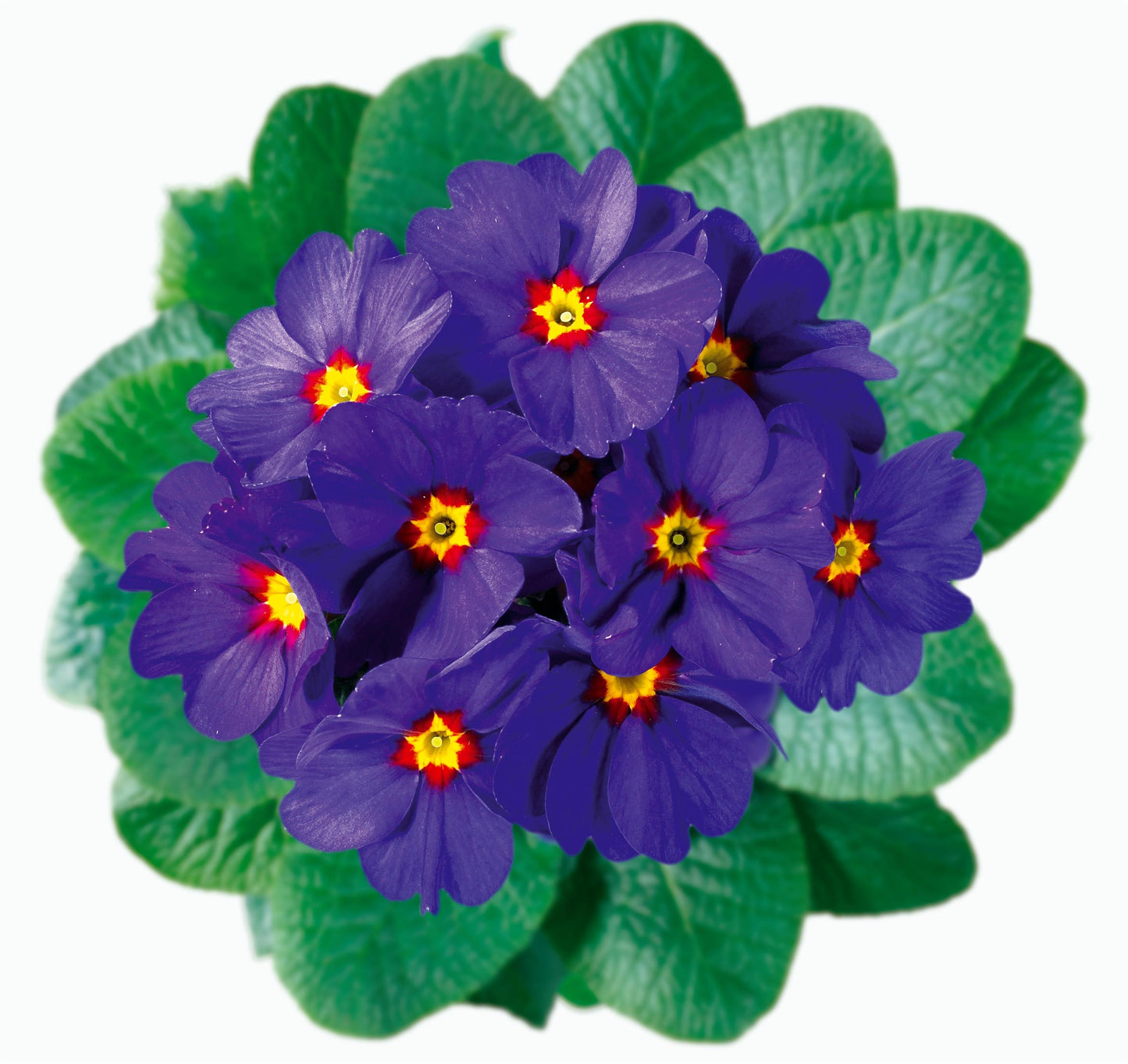 50 Primrose Seeds Primula Hethor Mid Blue Red Eye