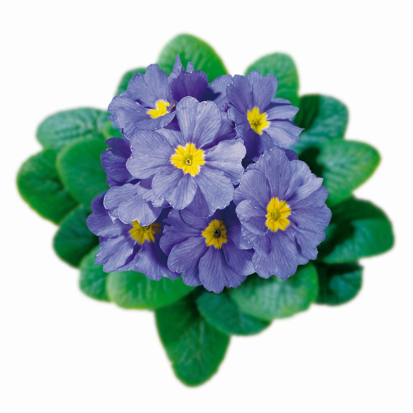 50 Primrose Seeds Primula Hethor Mid Clear Blue