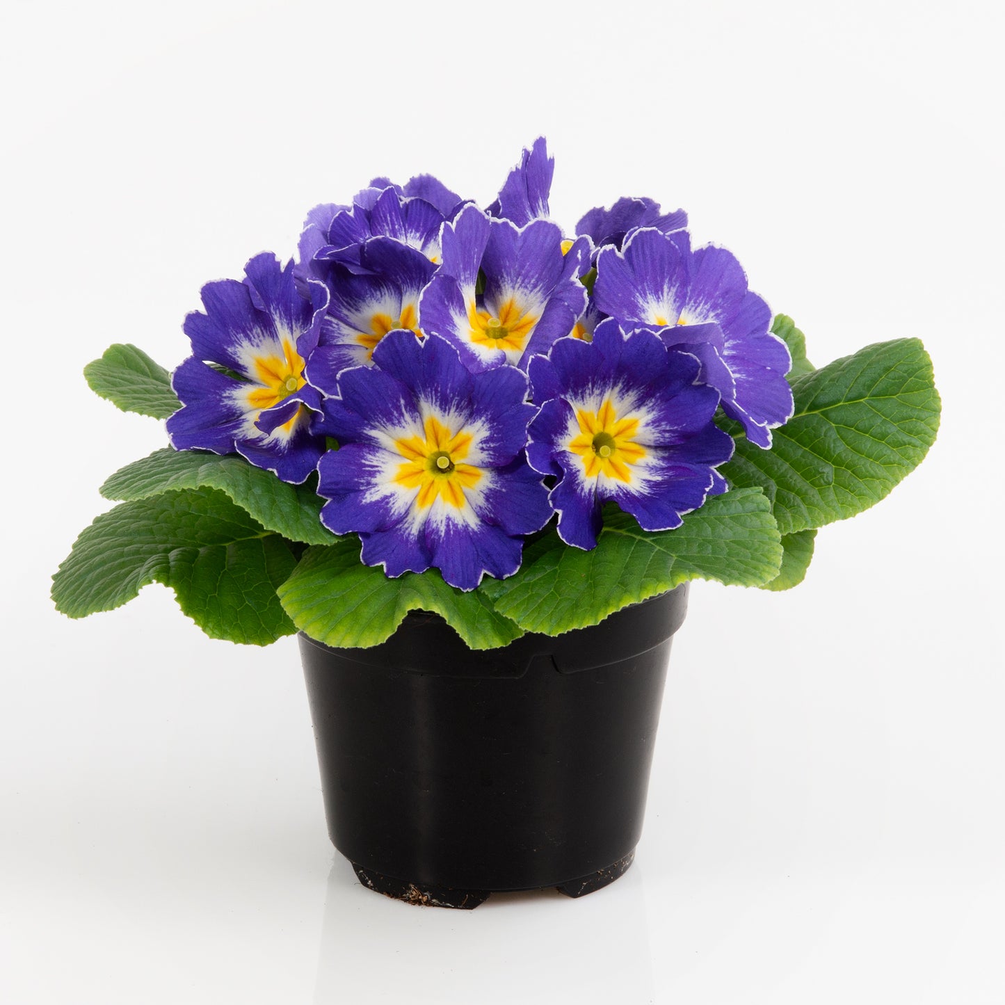 50 Primula Seeds Primrose Paradiso Mid Blue Bicolor Early Spring Flower Seeds
