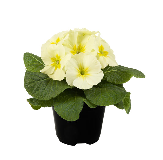 50 Primula Seeds Primrose Paradiso Mid Lemon