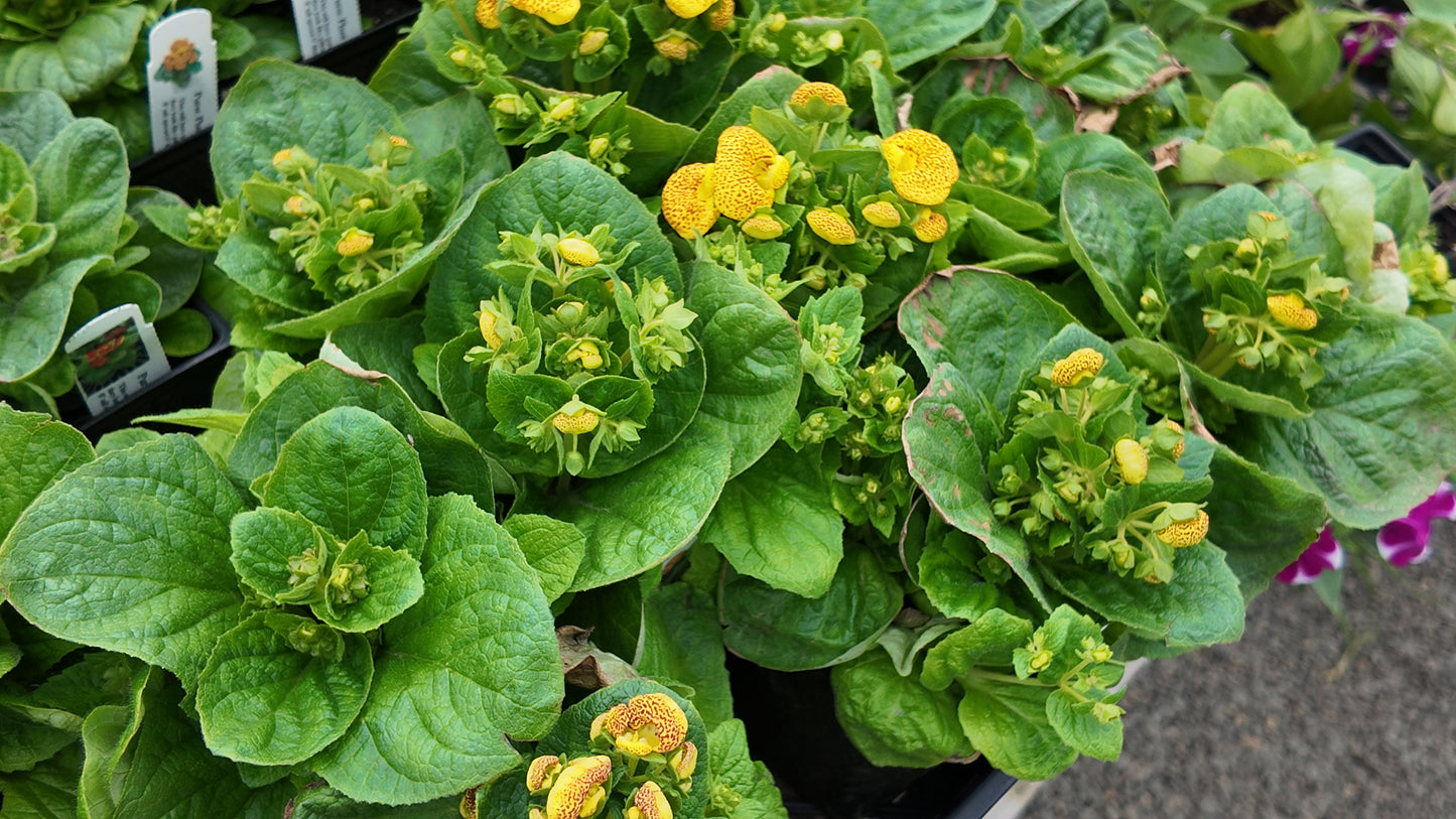 Calceolaria Dainty Yellow Spotted Seeds 50 Pelleted Purse Plant Seeds