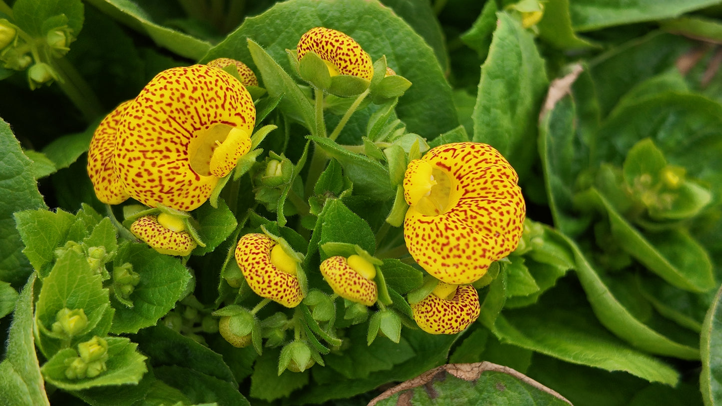 Calceolaria Dainty Yellow Spotted Seeds 50 Pelleted Purse Plant Seeds