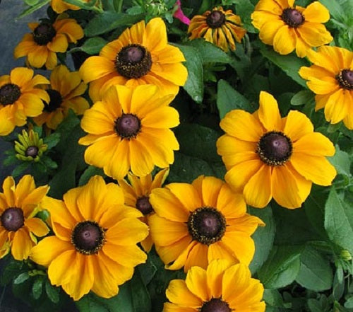 50 Pelleted Rudbeckia Seeds Toto Gold
