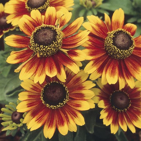 50 Pelleted Rudbeckia Seeds Toto Rustic