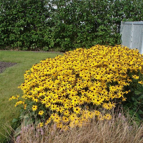 50 Rudbeckia Seeds Rudbeckia Fulgida Goldsturm
