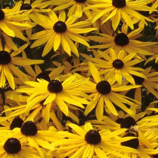 50 Rudbeckia Seeds Rudbeckia Fulgida Goldsturm