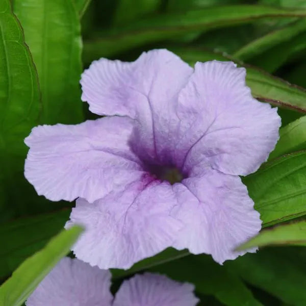 15 Ruellia Seeds Southern Star Blue – Dwarf Mexican Petunia Flower Seeds