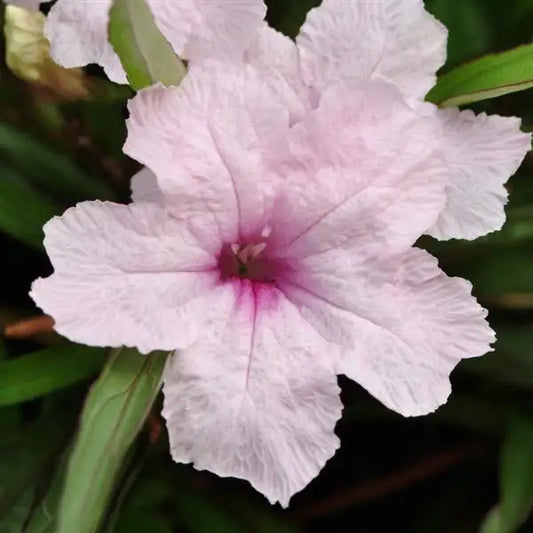 15 Ruellia Seeds Southern Star Pink – Dwarf Mexican Petunia Flower Seeds