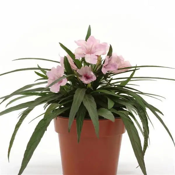 15 Ruellia Seeds Southern Star Pink – Dwarf Mexican Petunia Flower Seeds