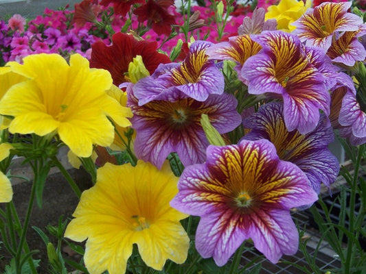 500 Painted Tongue Flower Seeds (Salpiglossis) Flower Seeds