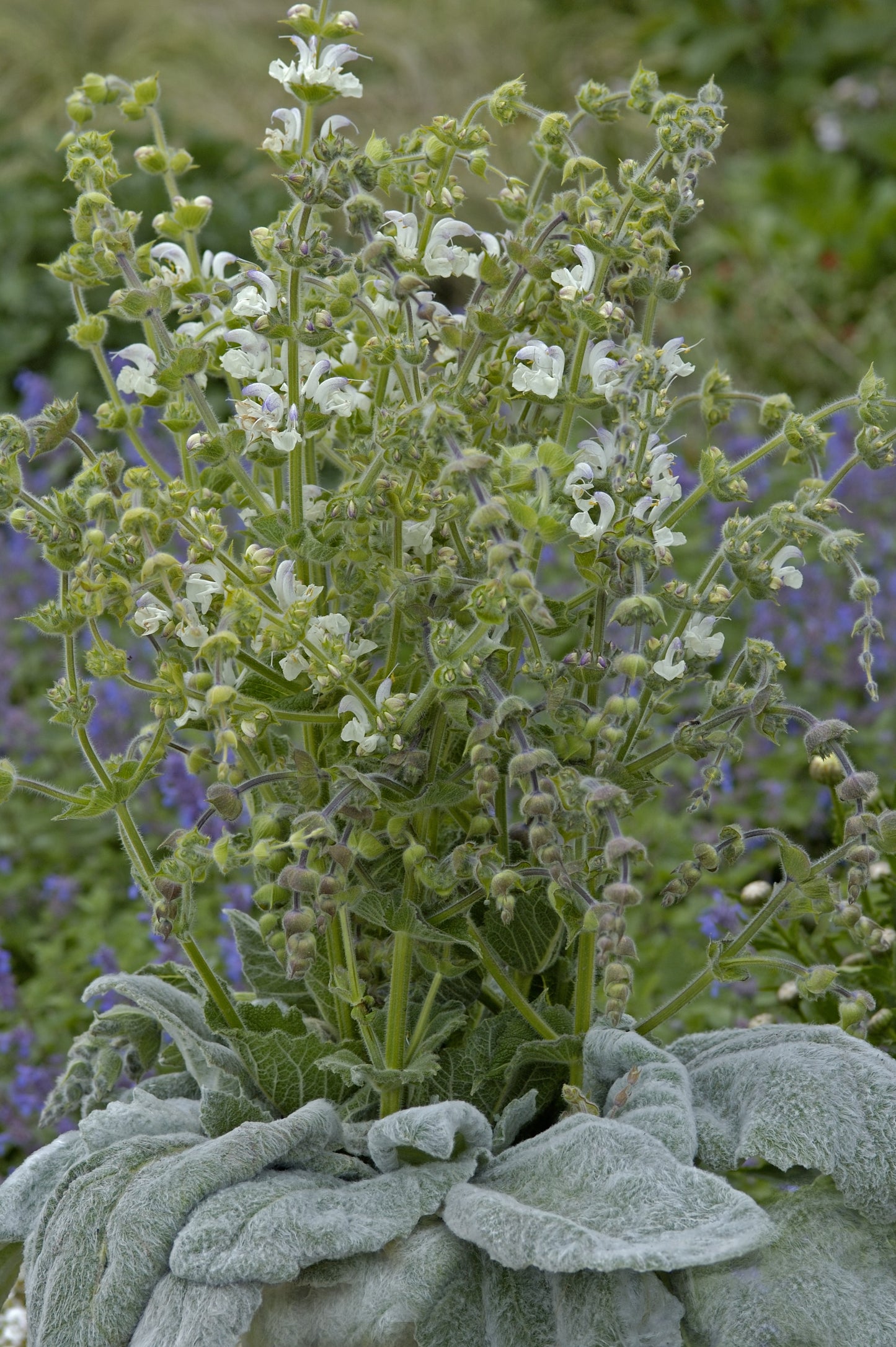 Salvia Artemis Seeds 50 Silver Sage Perennial Seeds (Salvia argentea)