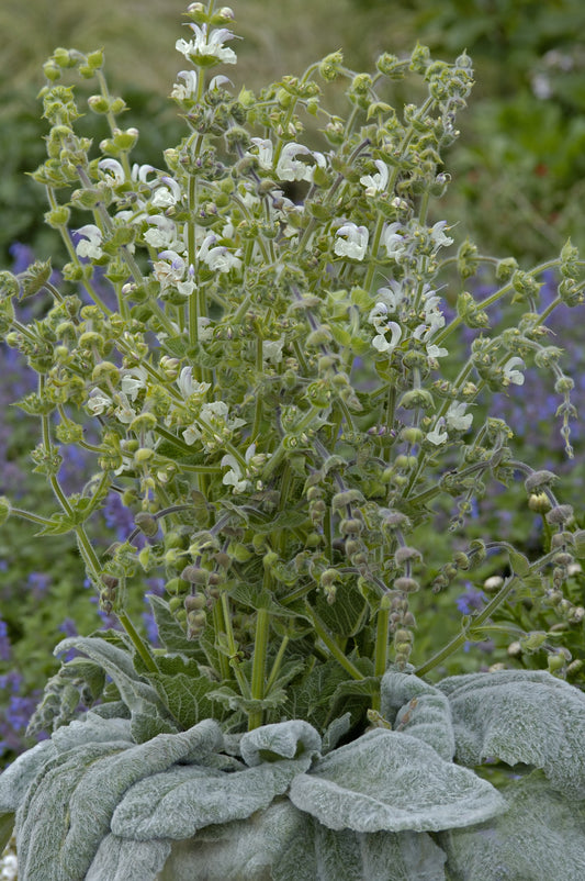 Salvia Artemis Seeds 50 Silver Sage Perennial Seeds (Salvia argentea)