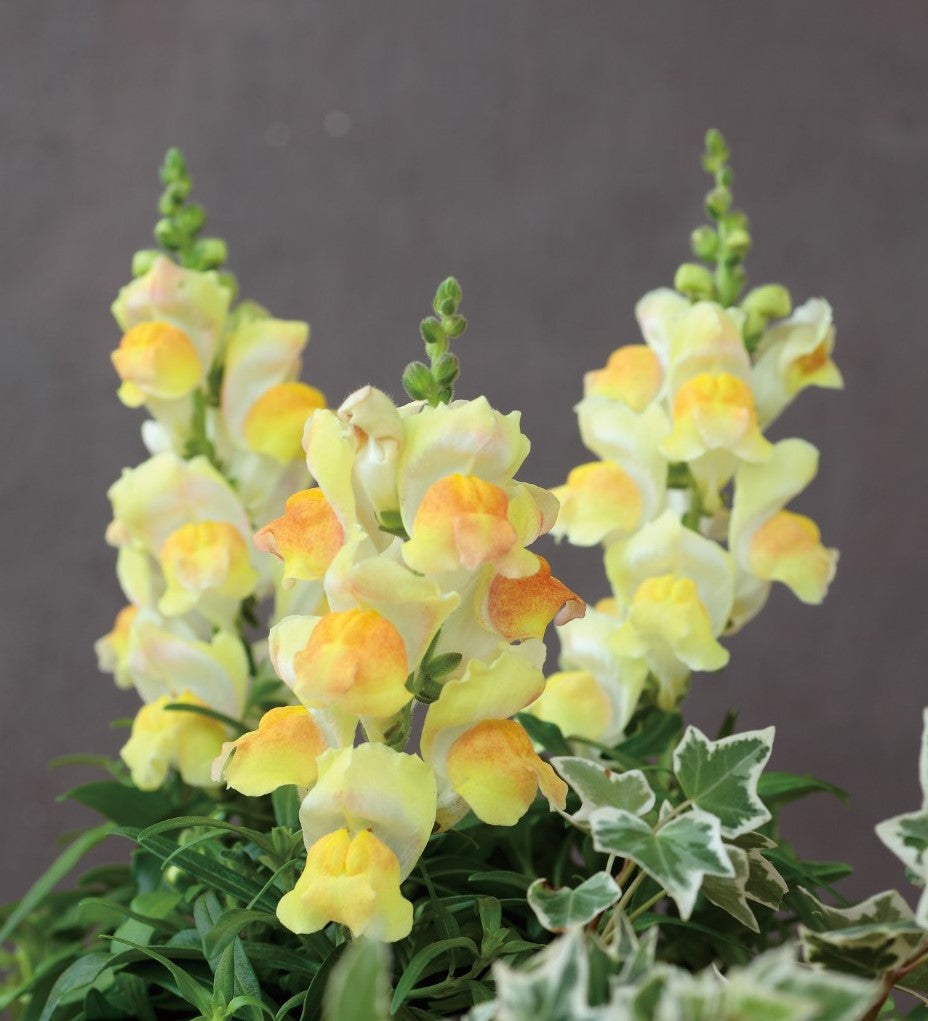 50 Pelleted Snapdragon Seeds Snapdragon Candy Tops Champagne