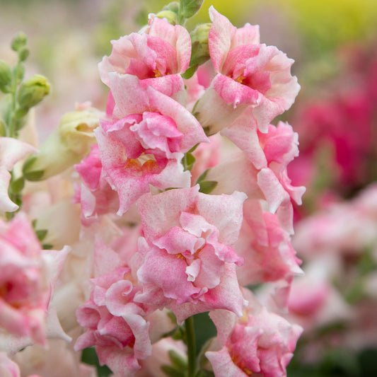 Sweet Duet Appleblossom Snapdragon Seeds 50 Pelleted Seeds | Fragrant Flowers