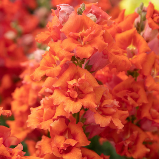 Sweet Duet Deep Orange Snapdragon Seeds 50 Pelleted Seeds | Fragrant Flowers