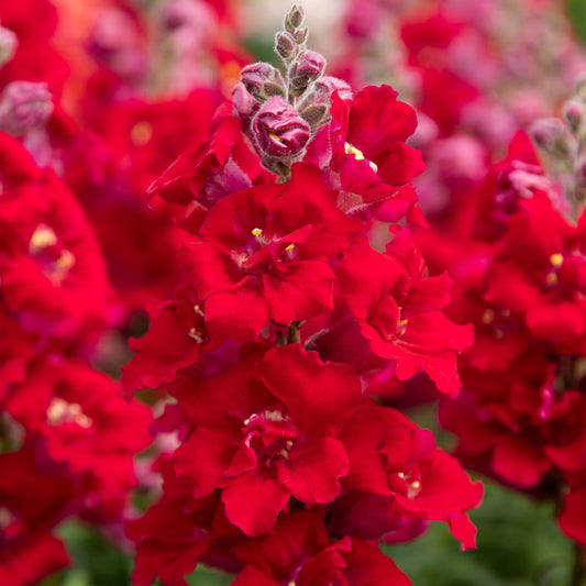 Sweet Duet Deep Red Snapdragon Seeds 50 Pelleted Seeds | Fragrant Flowers