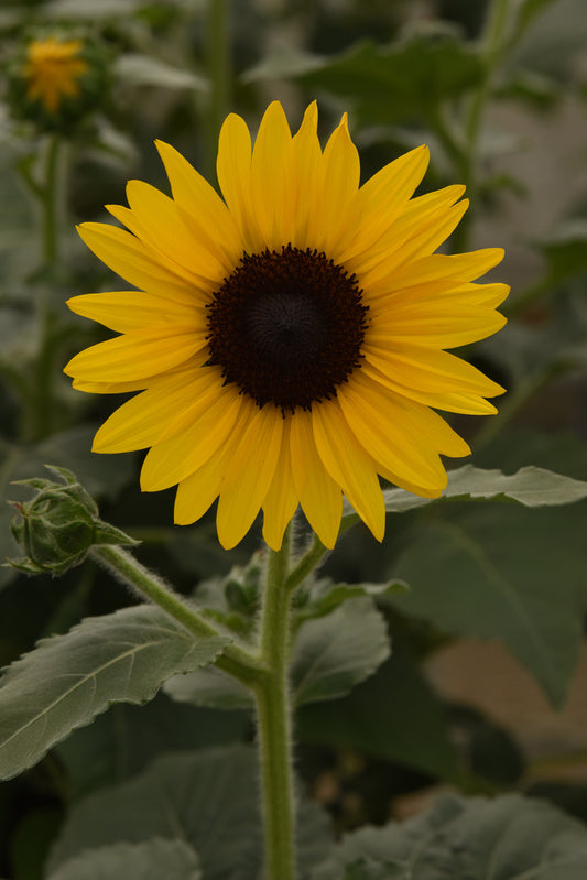 Sunflower Seeds Always Sunny Gold – 15 Seeds