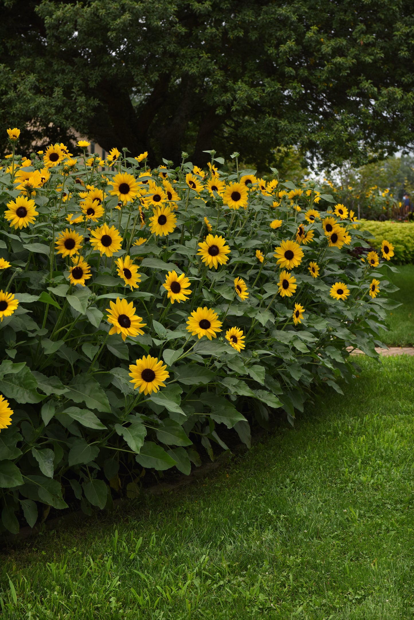 Sunflower Seeds Always Sunny Gold – 15 Seeds