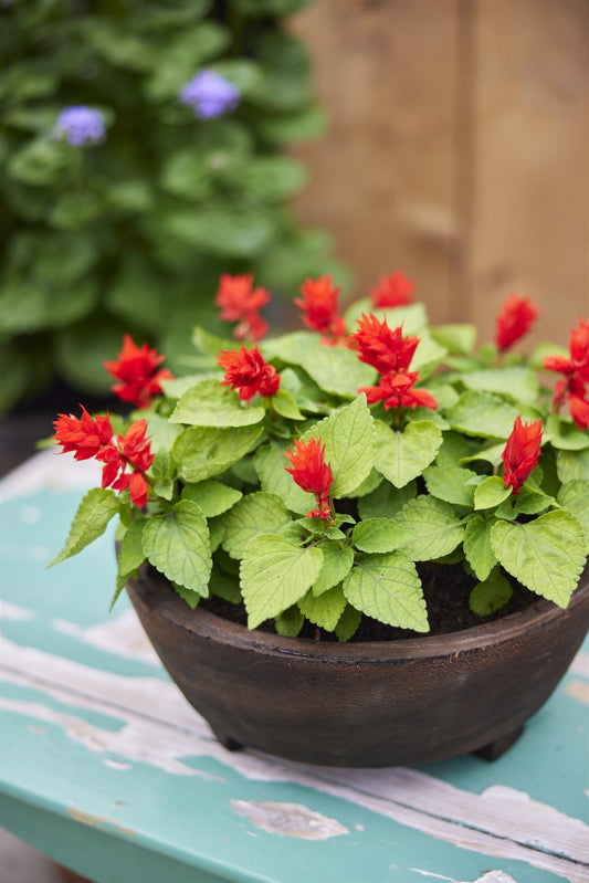 Reddy Lime-Leaved Red Salvia Seeds 50 Dwarf Salvia splendens Flower Seeds