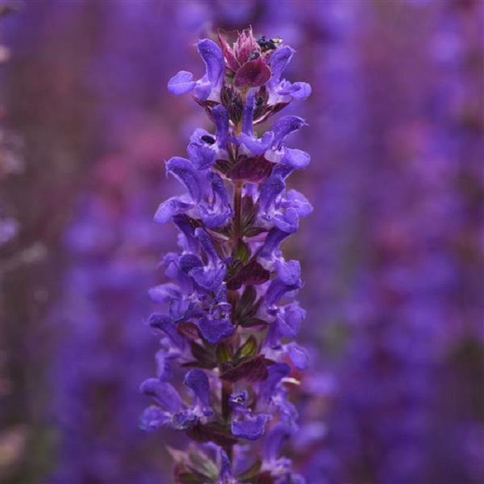 Salvia Salvatore Blue 25 Salvia Seeds Perennial