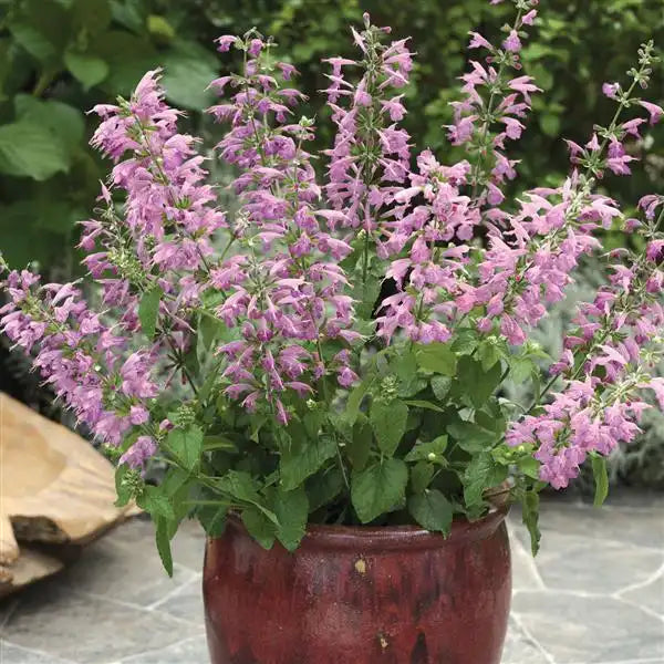  potted plant: “Summer Jewel Lavender salvia with lavender-pink flower spikes and green foliage in a red patio pot
