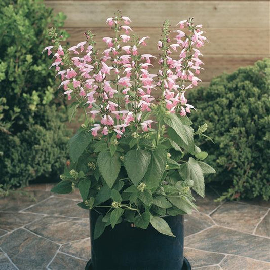 50 Salvia Seeds Summer Jewel Pink Dwarf Salvia