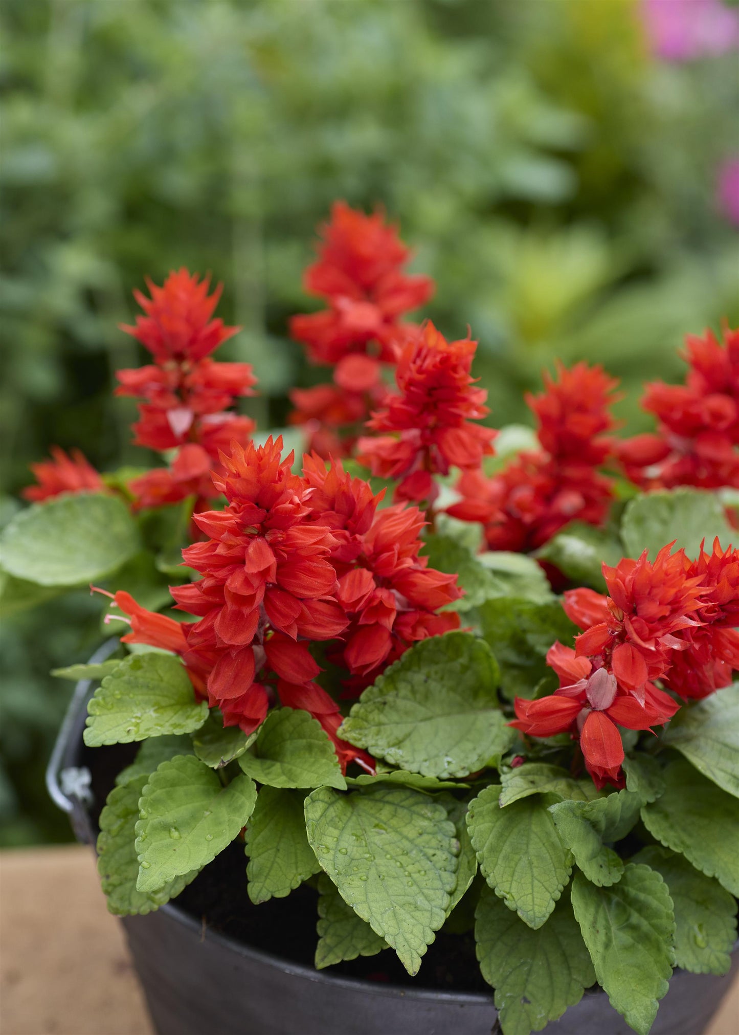 Reddy Lime-Leaved Red Salvia Seeds 50 Dwarf Salvia splendens Flower Seeds