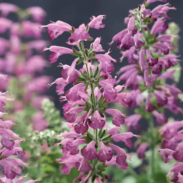 flower close-up: “Close-up of Summer Jewel Lavender salvia showing lavender-pink tubular blooms along upright flower spikes.