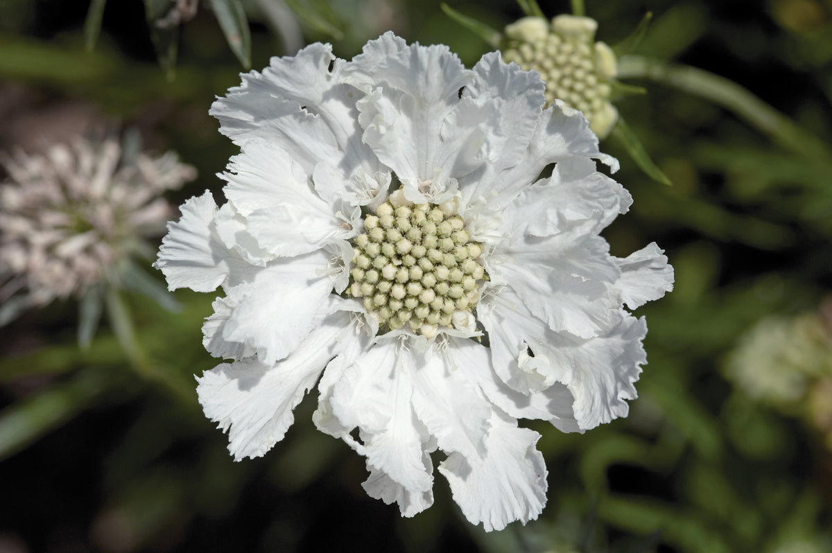 Wedding Bouquet Flower Seed Collection – 8 Varieties, 525 Seeds