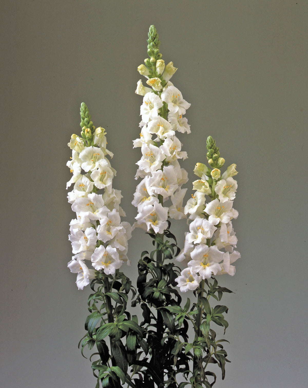Wedding Bouquet Flower Seed Collection – 8 Varieties, 525 Seeds