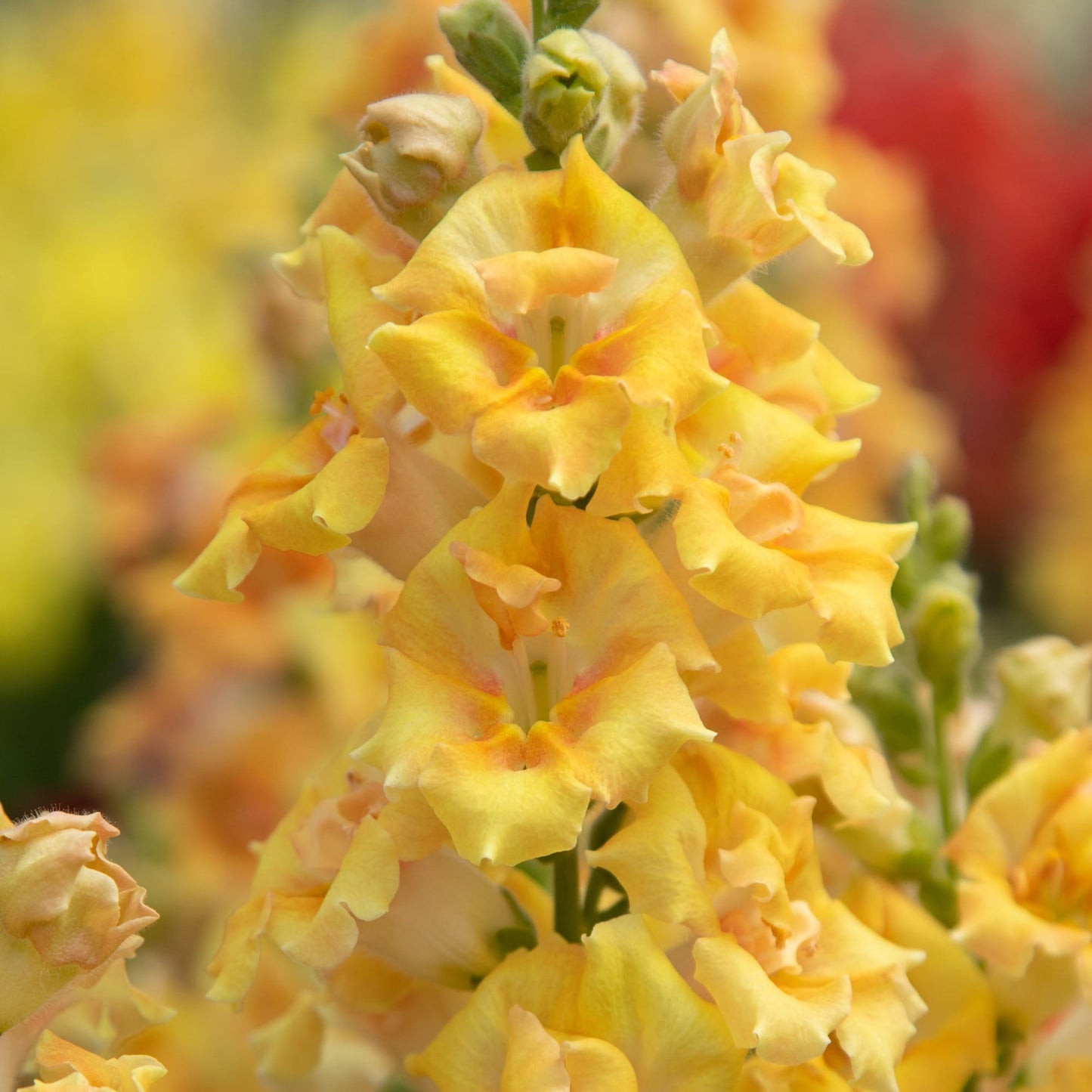 Sweet Duet Citrus Snapdragon Seeds – 50 Pelleted Fragrant Flower Seeds