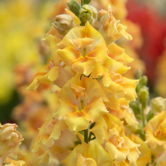 Sweet Duet Citrus Snapdragon Seeds – 50 Pelleted Fragrant Flower Seeds