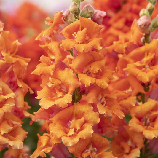 Sweet Duet Peach Snapdragon Seeds – 50 Pelleted Fragrant Flower Seeds