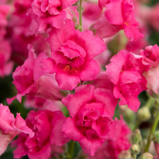 Sweet Duet Rose Shades Snapdragon Seeds – 50 Pelleted Fragrant Flower Seeds