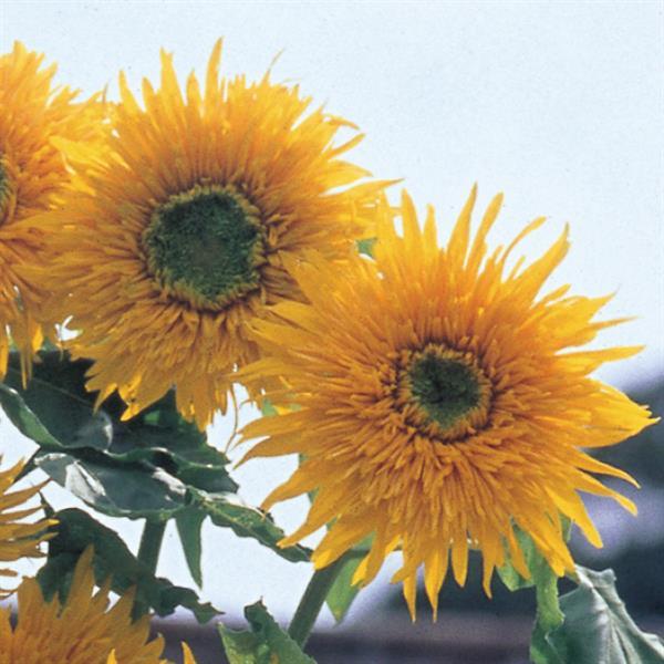 50 Sunflower Seeds Double Quick Orange Cut Flowers