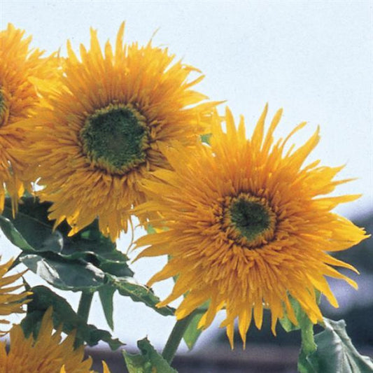 50 Sunflower Seeds Double Quick Orange Cut Flowers
