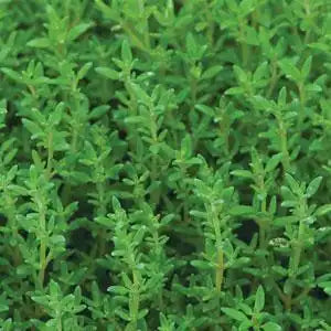 Chef's Herb Garden Kit – 6 Herb Seed Packets, 850 Seeds