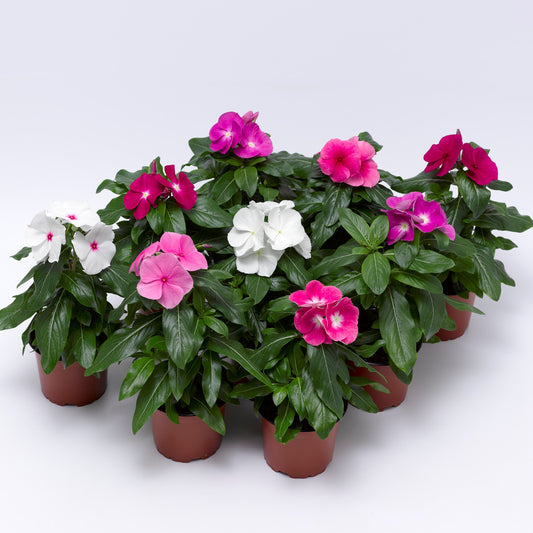 Vinca Seeds Cora XDR Mix 25 Seeds Disease Resistant Flower Seeds