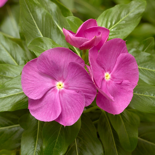 Vinca Seeds Cora XDR Orchid 25 Seeds Disease Resistant Flower Seeds