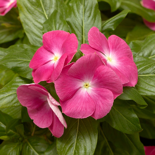 Vinca Seeds Cora XDR Pink Halo 25 Seeds Disease Resistant Flower Seeds