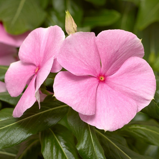 Vinca Seeds Cora XDR Light Pink 25 Seeds Disease Resistant Flower Seeds