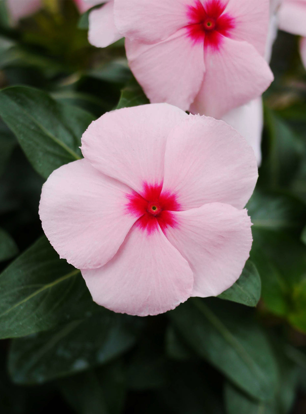 Vinca Seeds Mega Bloom Apricot 25 Seeds Upright Heat Tolerant Flower Seeds