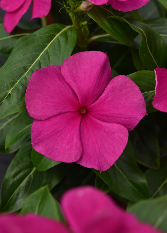 Vinca Seeds Valiant Magenta – 50 Upright Heat Tolerant Flower Seeds