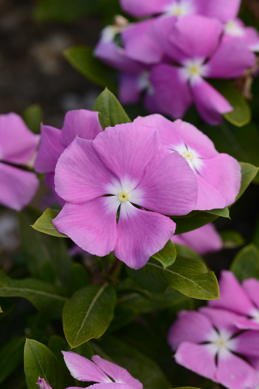 Vinca Seeds Valiant Orchid – 50 Upright Heat Tolerant Flower Seeds