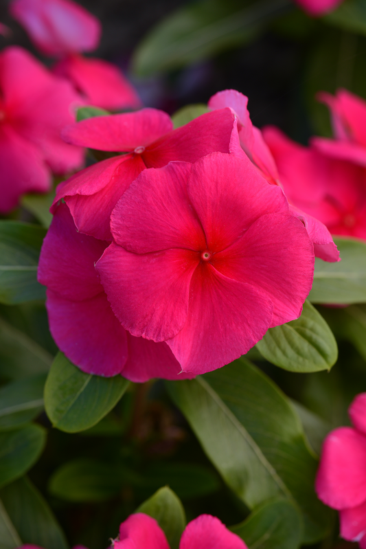 Vinca Seeds Valiant Punch – 50 Upright Heat Tolerant Flower Seeds