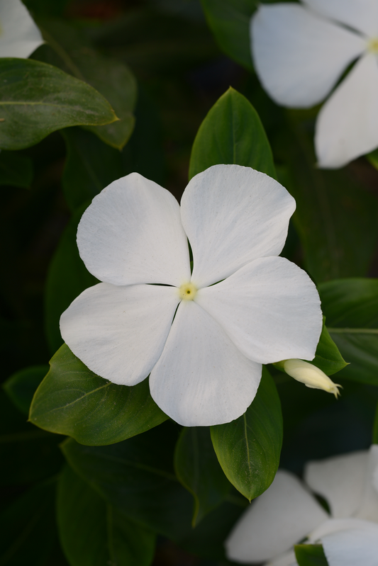 Vinca Seeds Valiant Pure White – 50 Upright Heat Tolerant Flower Seeds