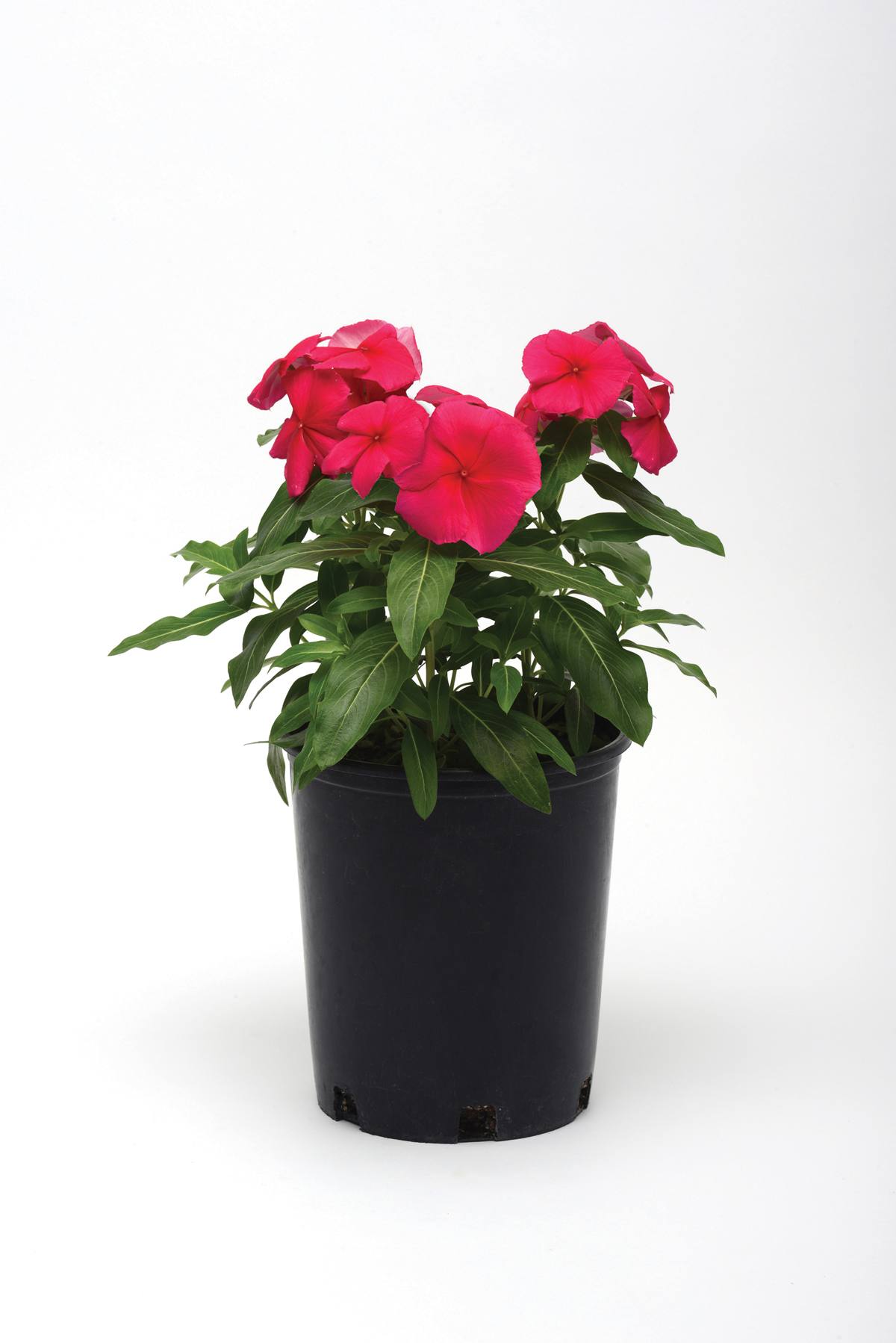 Vinca Seeds Valiant Punch – 50 Upright Heat Tolerant Flower Seeds