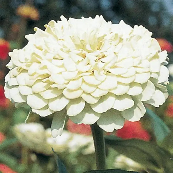 Wedding Bouquet Flower Seed Collection – 8 Varieties, 525 Seeds
